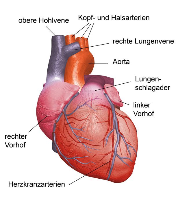 Das Herz ist einzigartig